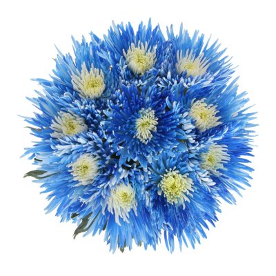 Innie/Outtie Disbuds - Blue and White - 60 Stems