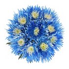 Innie/Outtie Disbuds - Blue and White - 60 StemsImage