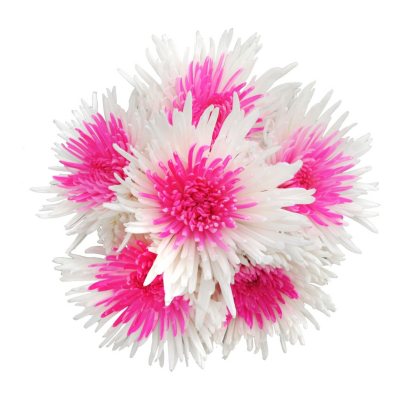 Innie/Outtie Disbuds - Hot Pink and White - 60 Stems