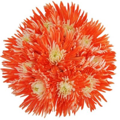 Innie/Outtie Disbuds - Orange and White - 60 Stems