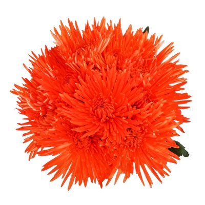 Orange Neon Painted Spider Mums - 60 Stems - Sam’s Club