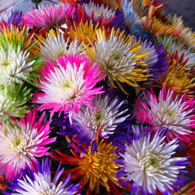 Innie/Outie Disbuds - 10 Stems