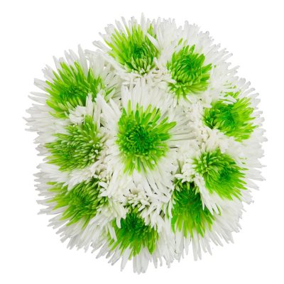 Innie/Outtie Disbuds - Green and White - 60 Stems