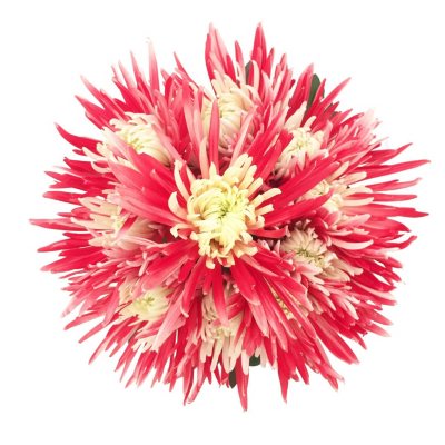 Innie/Outtie Disbuds - Red and White - 60 Stems