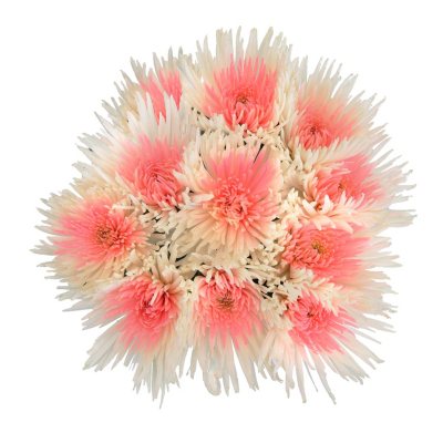 Innie/Outtie Disbuds - Pink and White - 60 Stems