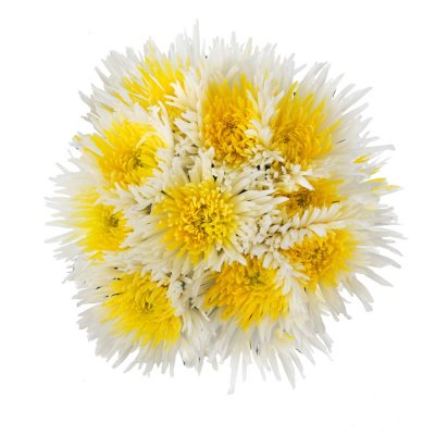 Innie/Outtie Disbuds - Yellow and White - 60 Stems