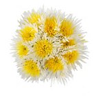 Innie/Outtie Disbuds - Yellow and White - 60 StemsImage