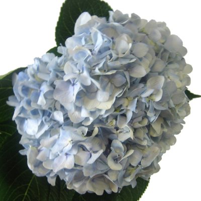 Elite Hydrangeas - Blue/White Combo - 14 Stems