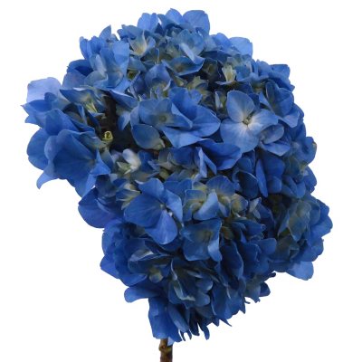 Elite Hydrangeas - Blue - 15 Stems