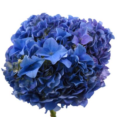 Elite Hydrangeas - Purple - 15 Stems