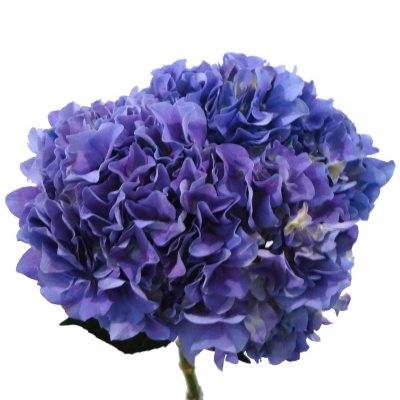 Elite Hydrangeas - Lavender - 15 Stems