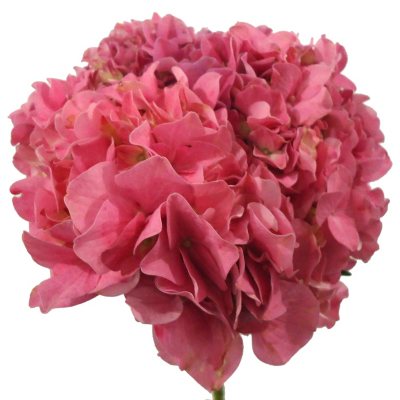Elite Hydrangeas - Hot Pink - 15 Stems