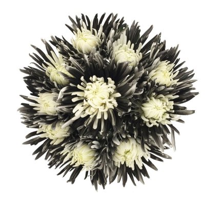 Innie/Outtie Disbuds - Black & White - 60 Stems