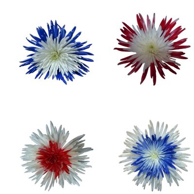 Innie/Outtie - Patriotic Colors - 60 Stems