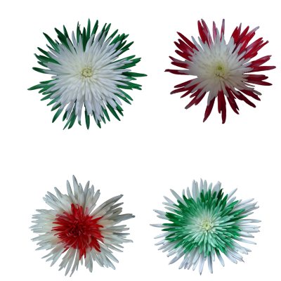 Innie/Outtie Disbuds -  Christmas Colors - 60 Stems