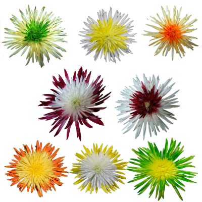 Disbuds - Innie/Outtie - Fall Colors- 60 Stems