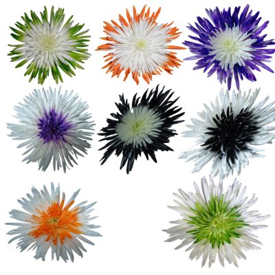 Innie/Outtie Disbuds - Halloween Colors - 60 Stems