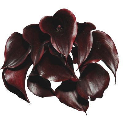 Mini Calla Lilly -Deep Purple -60 Stems