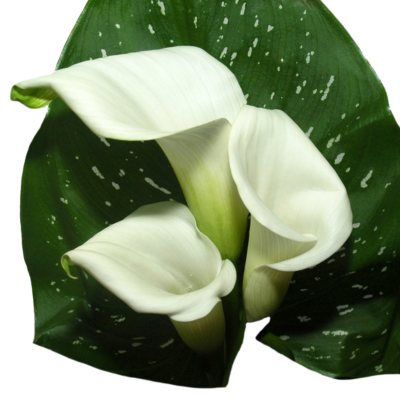 Mini Calla – White - 60 Stems