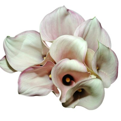 Mini Calla Lily-Pink-60 Stems