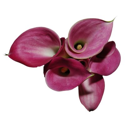 Mini Calla Lily-Hot Pink-60 Stems