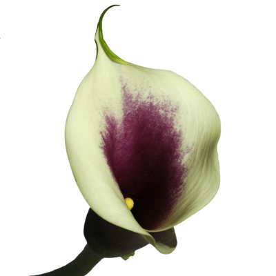 Mini Calla Lily – Picasso - 60 Stems