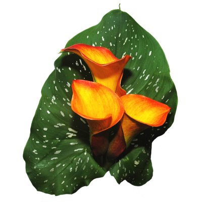 Mini Color Calla – Orange - 60 Stems