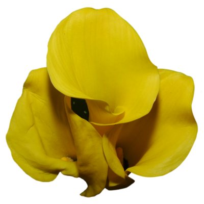 Mini Calla Lily-Yellow-60 Stems