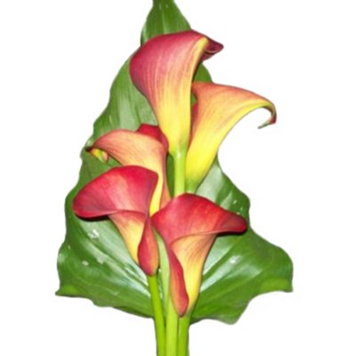 Mini Calla Lily-Red-60 Stems