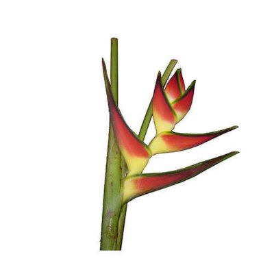 Heliconia Comanda - 15 Stems