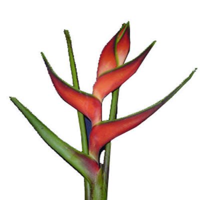 Heliconia Edge of Night - 15 Stems