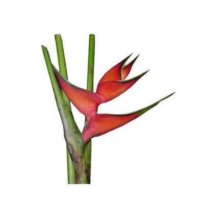 Heliconia Huimilis Lobster Claw - 15 Stems