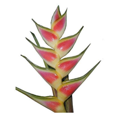 Heliconia Wagneriana - 15 Stems