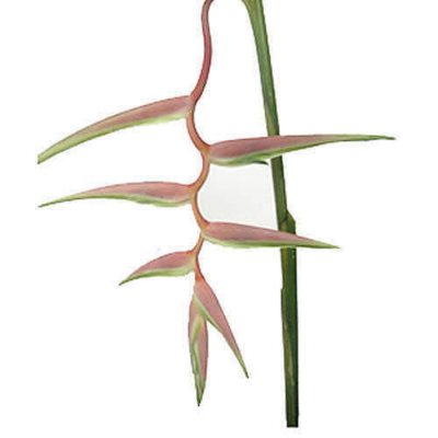 Heliconia 'Sexy Pink' - 15 Stems