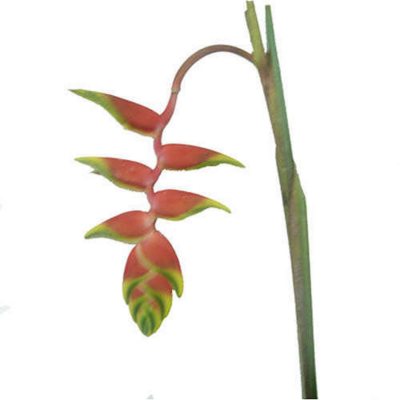 Heliconia Rostrata - 15 Stems