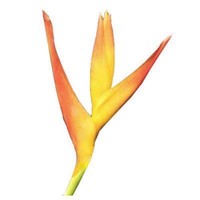 Heliconia Fire Opal - 15 Stems