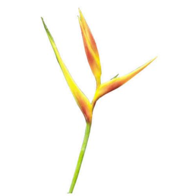 Heliconia Golden Opal - 30 Stems
