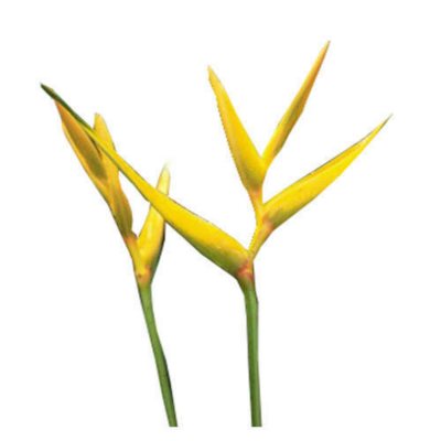 Heliconia Golden Torch - 30 Stems