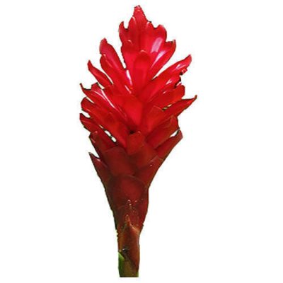 Red Ginger - Large - 40 Stems
