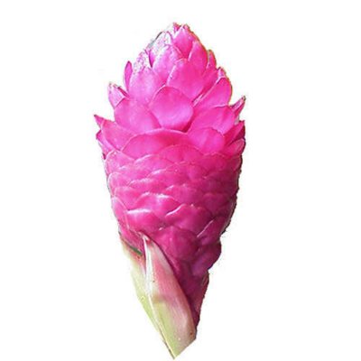 Pink Ginger - Large - 40 Stems
