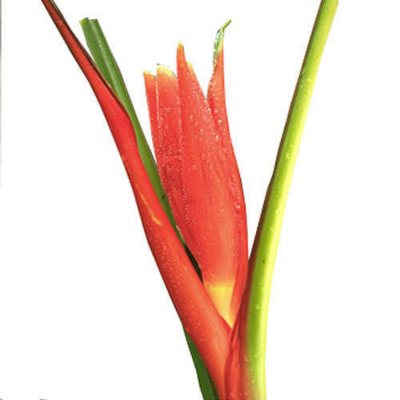 Musa Coccinea - 20 Stems