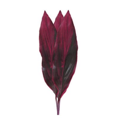 Cordyline Red Sister - 100 Stems