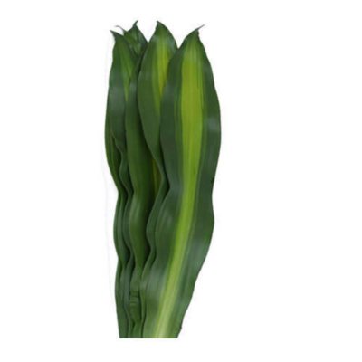 Dracaena Massangeana - 100 Stems