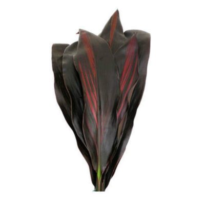 Black Ti - 100 Stems        