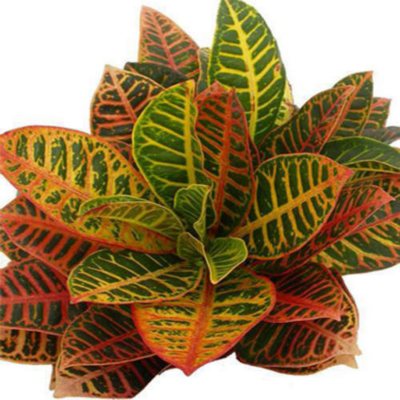 Yellow Croton - 100 Leaves