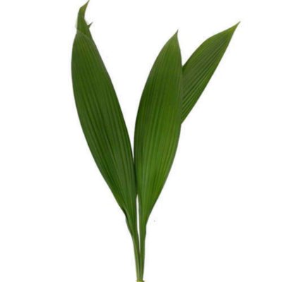 Accordion Palm - 100 Stems    
