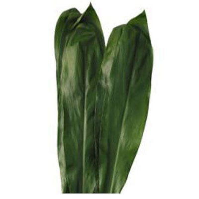 Green Ti (Cordyline Terminalis) - 100 Stems       