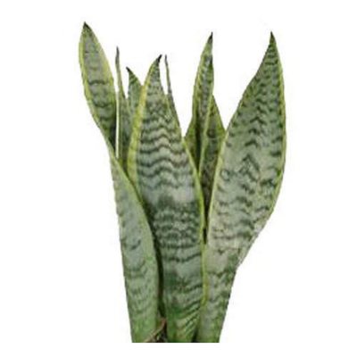 Variegated Snake Plant - 50 Stems