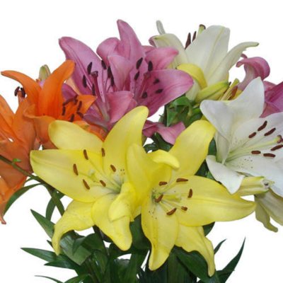 Asiatic/LA Hybrid Lily - Assorted - 40 Stems  