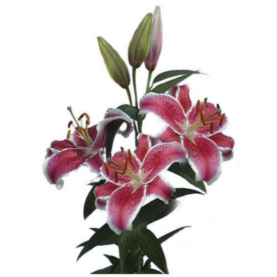 Starfighter Lilies - 40 Stems